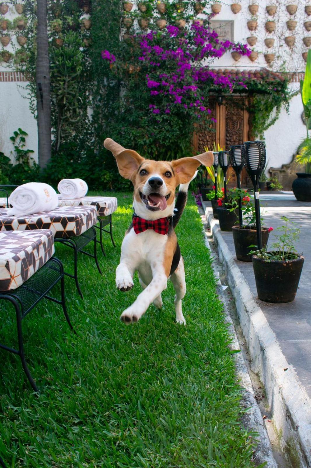Hotel Boutique La Mansion Guadalajara Ngoại thất bức ảnh
